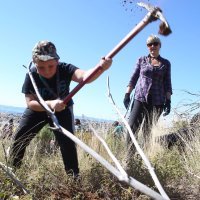 Boranka: Izviđači Zelene patrole Rajić s volonterima u pošumljavanju Mosora