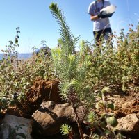Boranka: Izviđači Zelene patrole Rajić s volonterima u pošumljavanju Mosora