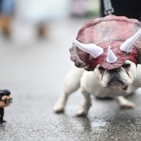 Pseća parada u New Yorku