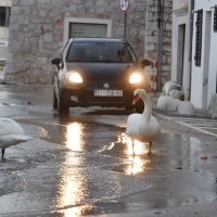 Šibenik: Labudovi prošetali poplavljenom prometnicom