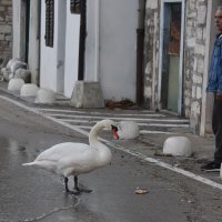 Šibenik: Labudovi prošetali poplavljenom prometnicom