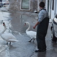 Šibenik: Labudovi prošetali poplavljenom prometnicom