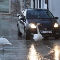 Šibenik: Labudovi prošetali poplavljenom prometnicom
