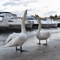 Šibenik: Labudovi prošetali poplavljenom prometnicom