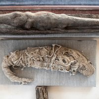 Pronađene mumificirane životinje u Sakari, drevnoj egipatskoj nekropoli blizu Kaira