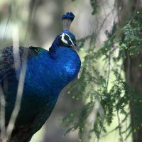 Park-šuma Pantovčak