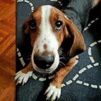 Samsung Galaxy Fold primjeri fotografija