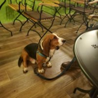 Samsung Galaxy Fold primjeri fotografija