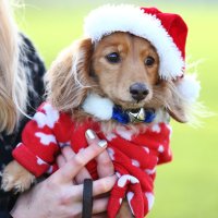 Jazavčari u Londonu