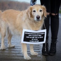 Počinje sezona pirotehnike, najstresnije razdoblje za kućne ljubimce