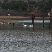 Skradin: Visoki vodostaj rijeke Krke i velike kiše uzrokovale su poplave u centru grada