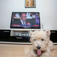 Izborni stožer Dalije Orešković