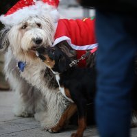Dog New Year's Party u Crikvenici