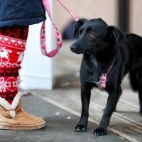 Dog New Year's Party u Crikvenici