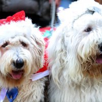 Dog New Year's Party u Crikvenici