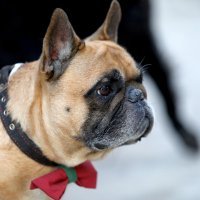 Dog New Year's Party u Crikvenici