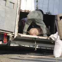 Kamion s 400 svinja sletio s ceste kod Belog Manastira u Baranji