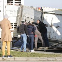 Kamion s 400 svinja sletio s ceste kod Belog Manastira u Baranji