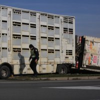 Kamion s 400 svinja sletio s ceste kod Belog Manastira u Baranji