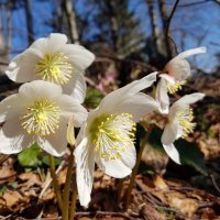 Roswell - Fužine 03