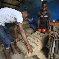 Proizvodnja kakaa u Gani i Obali Bjelokosti