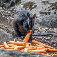 Požari u Australiji, hranjenje životinja