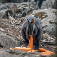 Požari u Australiji, hranjenje životinja