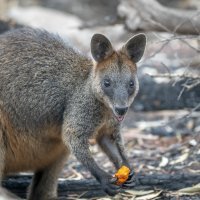 Požari u Australiji, hranjenje životinja