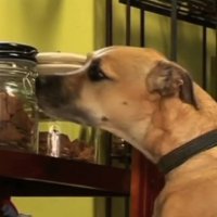 pas kućni ljubimci slastičarnica za pse