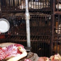 Kineske mokre tržnice