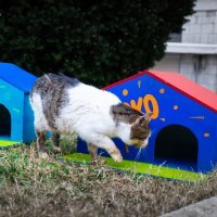 Djelatnici HNK-a postavili su šarene kućice za mačke