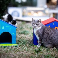 Djelatnici HNK-a postavili su šarene kućice za mačke