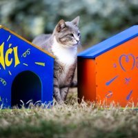 Djelatnici HNK-a postavili su šarene kućice za mačke