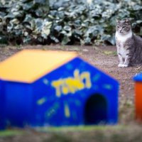 Djelatnici HNK-a postavili su šarene kućice za mačke