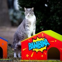 Djelatnici HNK-a postavili su šarene kućice za mačke