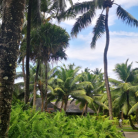 Nevena Rendeli Vejzović - Sejšeli