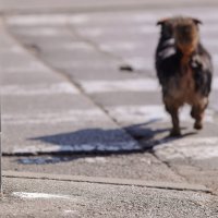 Zagreb: Nepoznati bijeli prah pojavio se na nekoliko lokacija kod tržnice Prečko