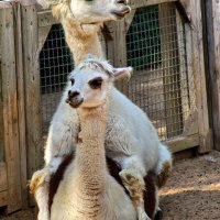 Ljubav u životinjskom carstvu