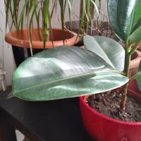 Nokia 6.2 - primjeri fotografija