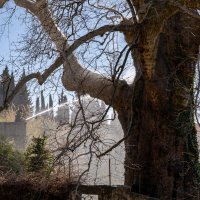 U Dubrovniku se zapalilo stablo staro 500 godina