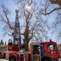 U Dubrovniku se zapalilo stablo staro 500 godina