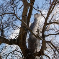 U Dubrovniku se zapalilo stablo staro 500 godina