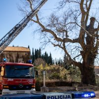 U Dubrovniku se zapalilo stablo staro 500 godina