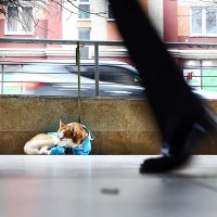 Haski u Kalinjingradu