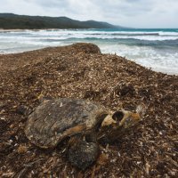 Plaža Sakarun u zimskom periodu