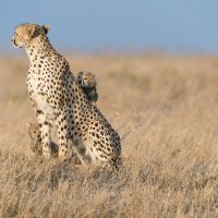 Obitelj geparda u Serengetiju