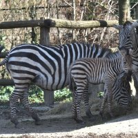 Zagrebačka obitelj zebri dobila je novog člana