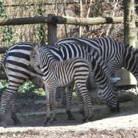 Zagrebačka obitelj zebri dobila je novog člana