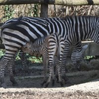 Zagrebačka obitelj zebri dobila je novog člana