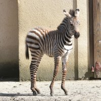 Zagrebačka obitelj zebri dobila je novog člana